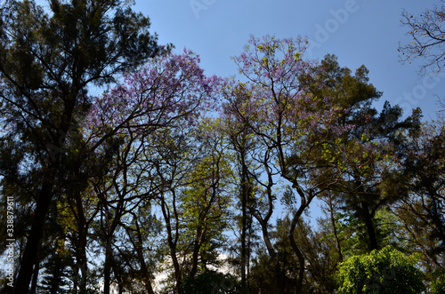 Jacarandas