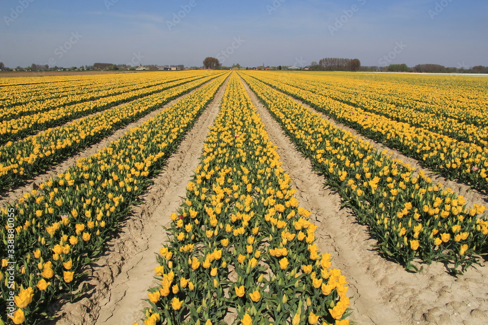 beautiful big bulb field in zeeland, the netherlands with symmetric long rows of yellow tulips in springtime at a sunny day
