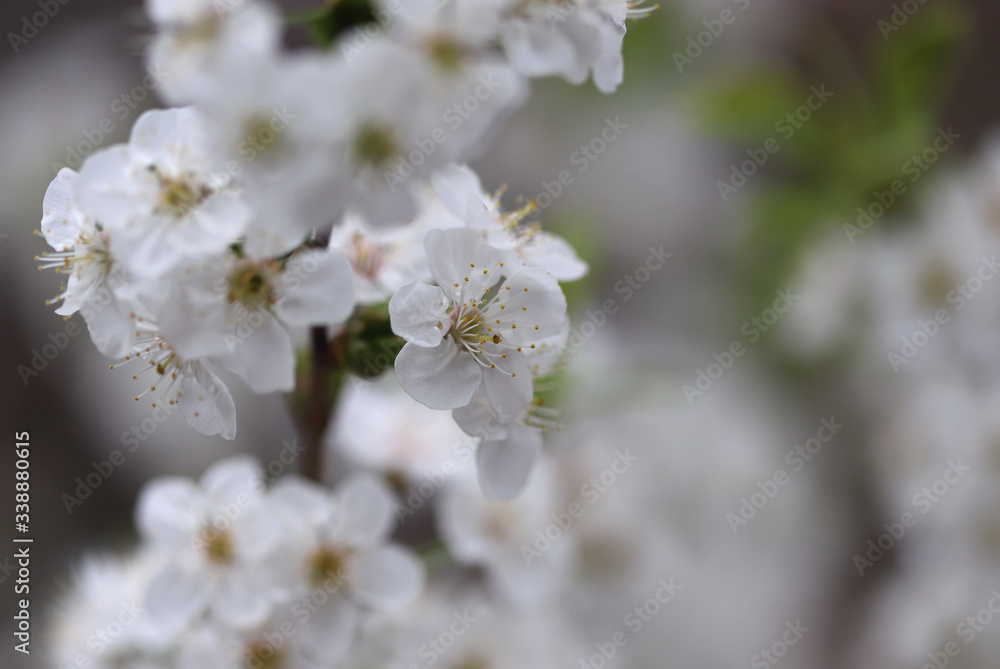 Cherry blossom Cherry blossom