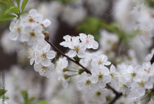 Cherry blossom