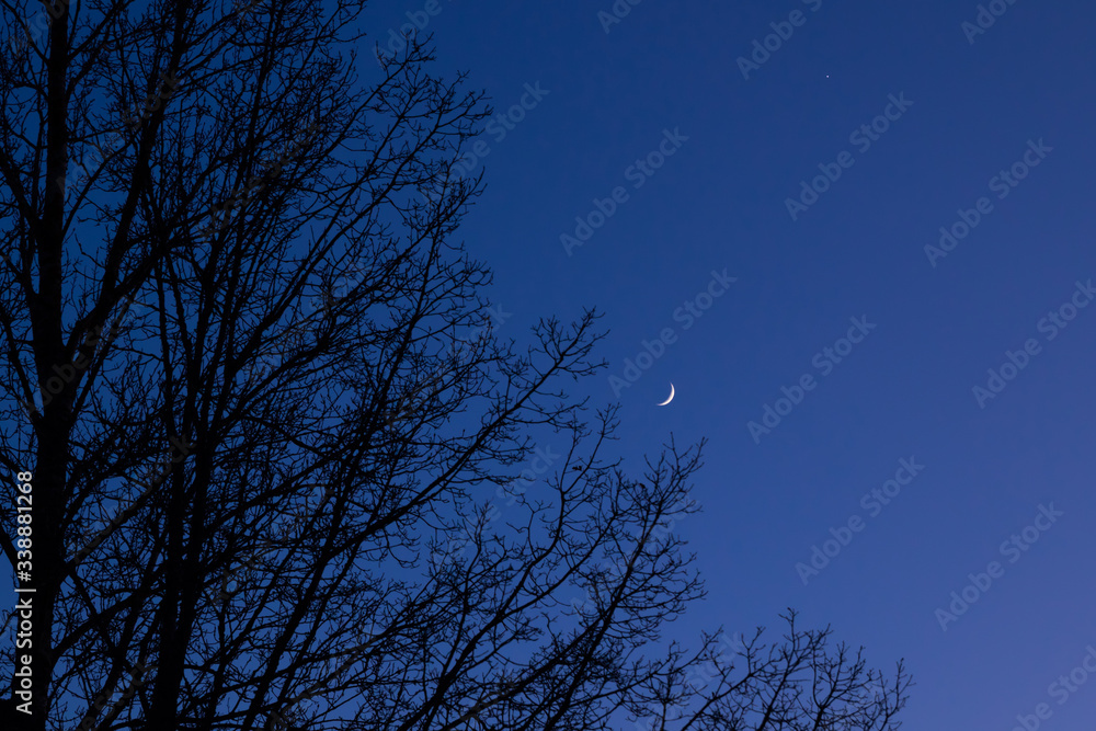 Twilight sky with crescent moon, Venus and tree silhouette after sunset Twilight sky with crescent moon, Venus and tree silhouette after sunset