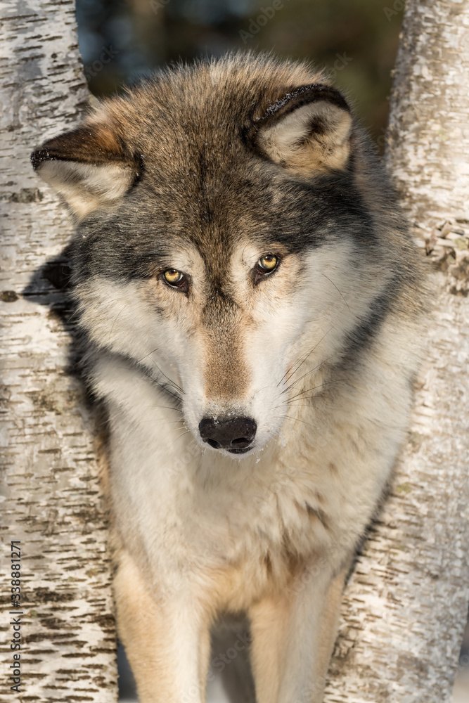Grey Wolf (Canis lupus) Looks Up Between Trees Winter