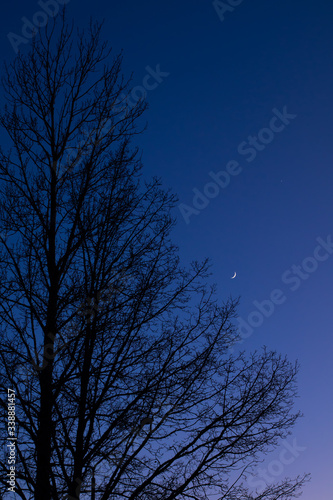Twilight sky with crescent moon, Venus and tree silhouette after sunset © Elena Noeva