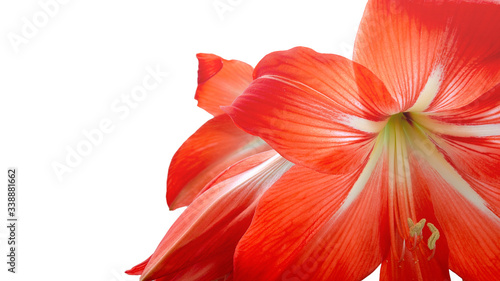 Red amaryllis isolated on a white background with copy space. Amaryllis flower close-up on a white background. Red hippeastrum or amaryllis flower isolated on a white background. Beautiful red flowers
