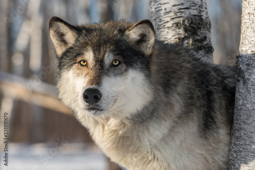 Grey Wolf  Canis lupus  Intently Looks Out From Trees Winter