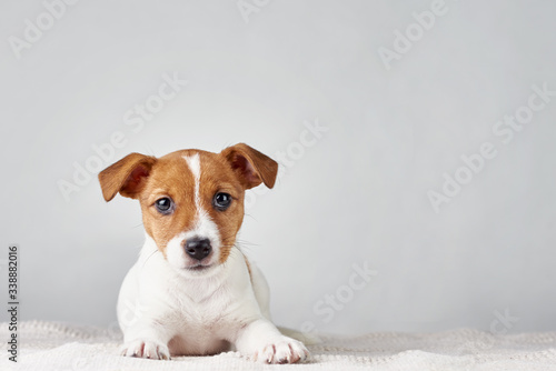 Fotografia Jack Russel terrier puppy dog lies on the gray background