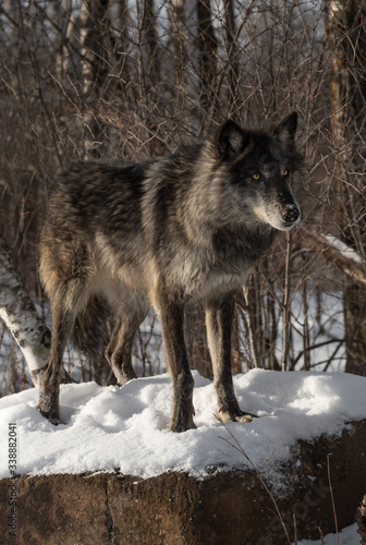 Black Phase Grey Wolf (Canis lupus) Standing Atop Snow Covered Rock Winter © geoffkuchera