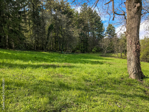A meadow in the forest. Lone tree standing 