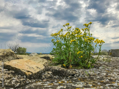 Yellow flower growing on a stone wall