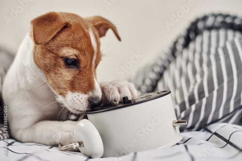 Jack russell terrier dog nibbles vintage alarm clock in the bed. Wake up and morning concept