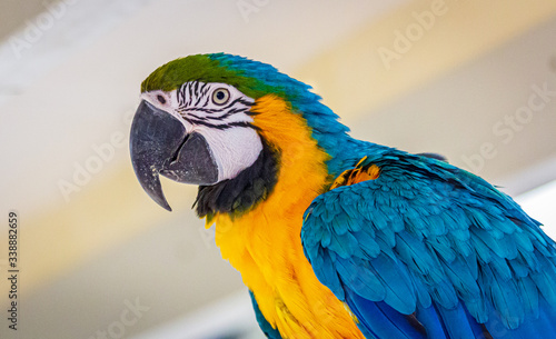 Fotografie blue and yellow macaw ara