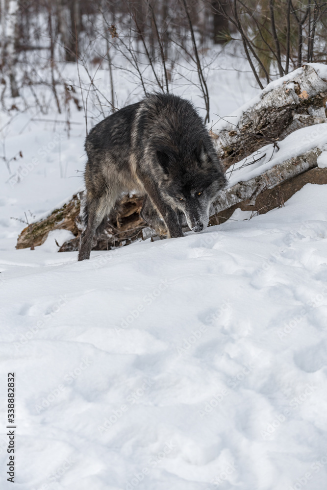Black Phase Grey Wolf (Canis lupus) Sniffs Ground with Copy Space Winter Black Phase Grey Wolf (Canis lupus) Sniffs Ground with Copy Space Winter