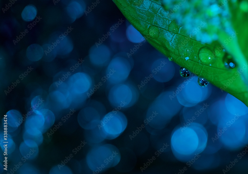 Obraz premium Drops of water on a blue blurred background. Beautiful bokeh, close-up. Flat lay, copy space.