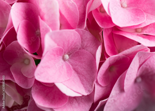 Vibrant pink Close up macro photo of  spring hydrangea blooms and blossoms © TBergphoto