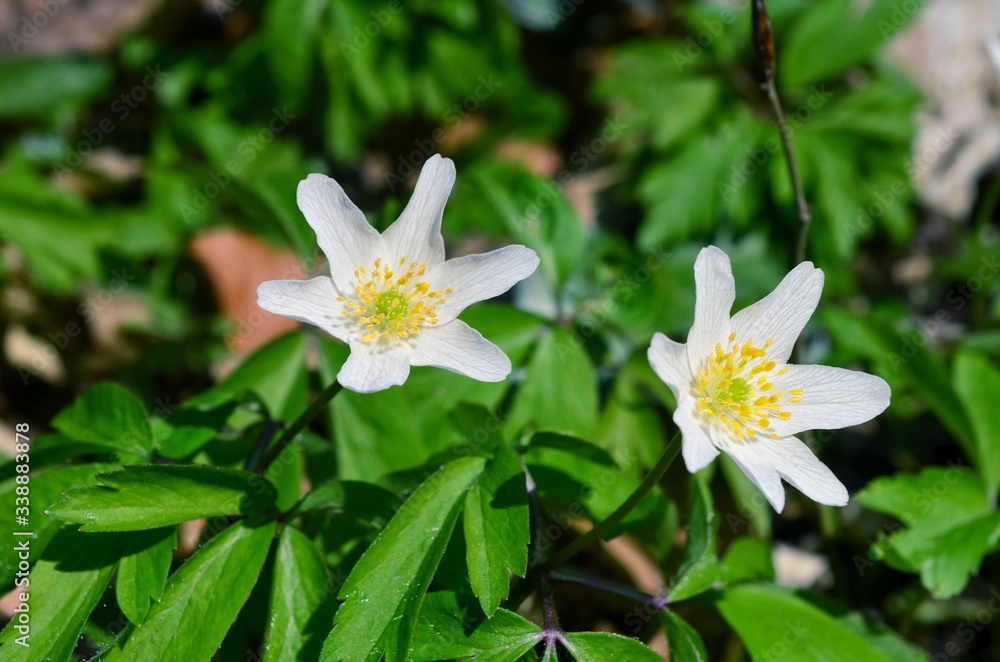 Blooming anemones Blooming anemones