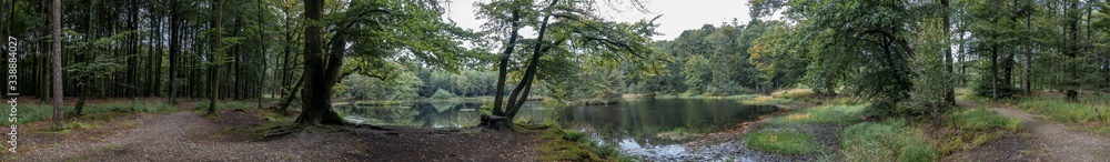 A wide panorama of a piece of forest with a forest path just along the water