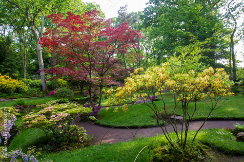 Yellow rhododendron and japanese maple
