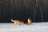 Grey Wolves (Canis lupus) Pile Up in Early Morning Light Winter