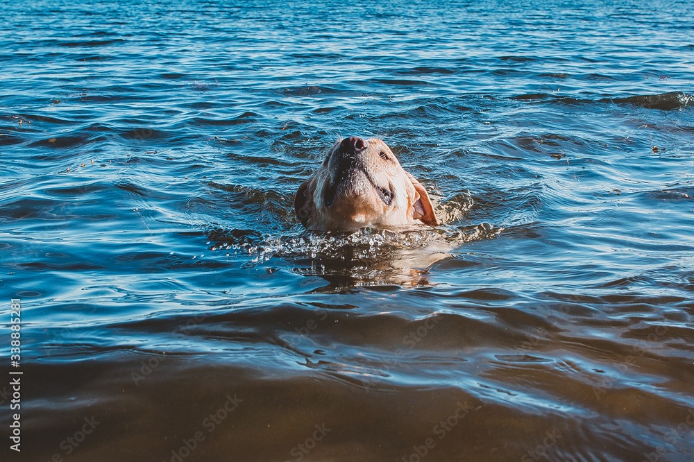 Obraz premium How to spend time with benefits for the dog and family