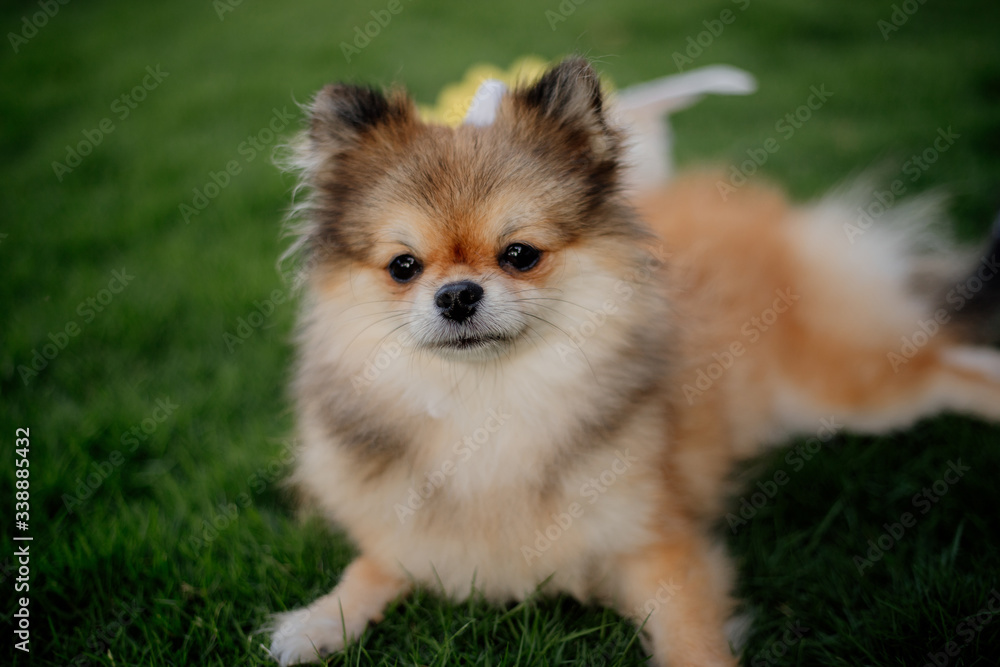 adorable small pomeranian dog ready for easter