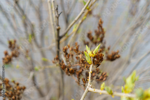 lilac bush budding leaves