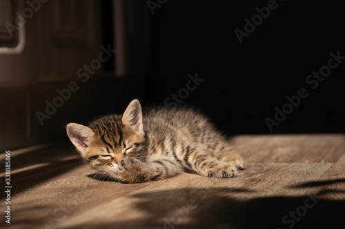Portrait of cute little tabby kitten lying on the cement floor with the sun light background.