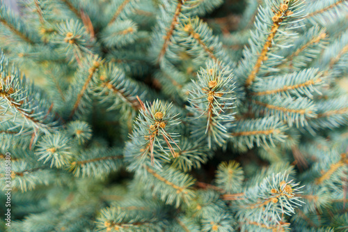 Spring buds of a pine tree