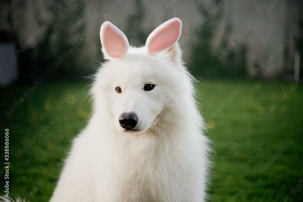 white purebred samoyed dog as easter bunny white purebred samoyed dog as easter bunny