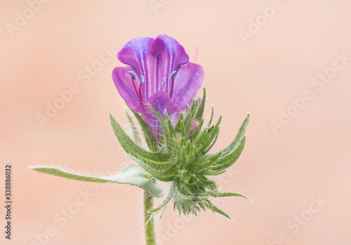 Echium plantagineum purple vipers bugloss or Patersons curse purple flower with stems full of hard hair like thorns very common throughout Andalusia photo