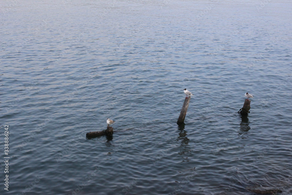 Fototapeta premium Tres aves en el mar
