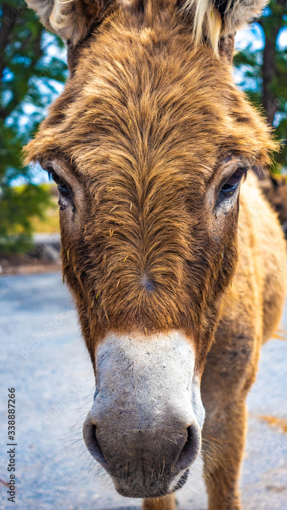 Obraz premium Wild Grand Turk donkeys roaming around the north end of the island looking for a snack from tourists.