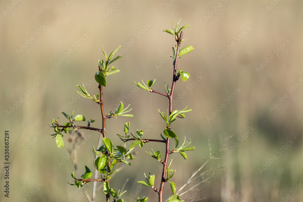 Young green juicy fruit tree leaves branches close-up with blurred bokeh spring sunny natural background Young green juicy fruit tree leaves branches close-up with blurred bokeh spring sunny natural background