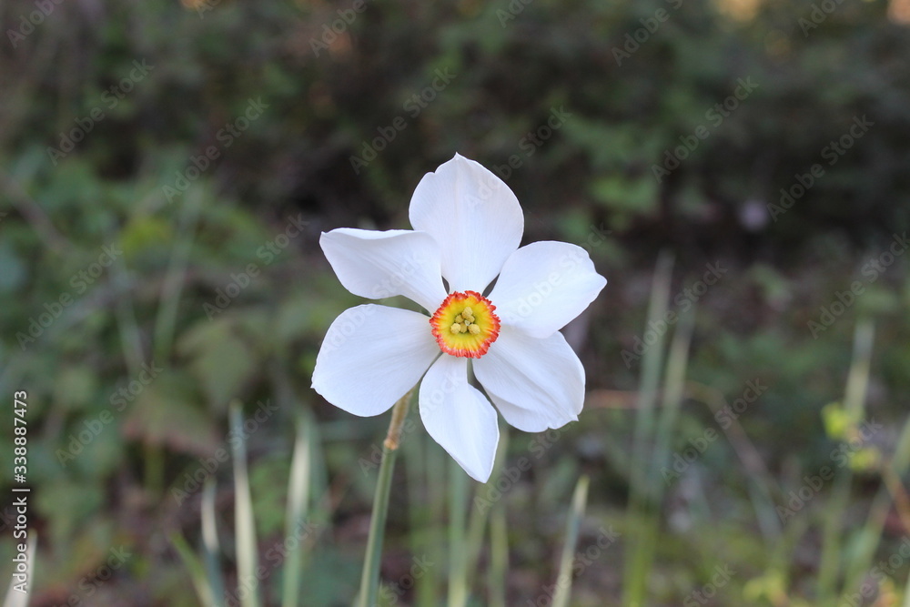 Fototapeta premium daffodil flower