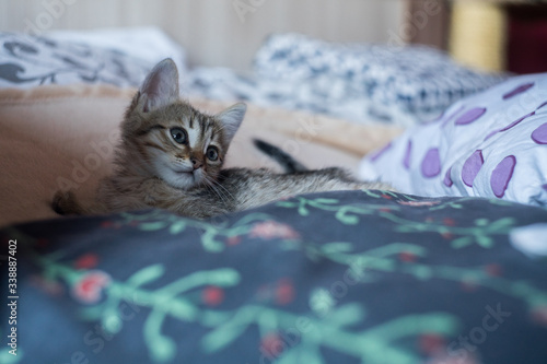 Little cute kitten is sitting on the bed. .falling asleep Little cat on the bed.
