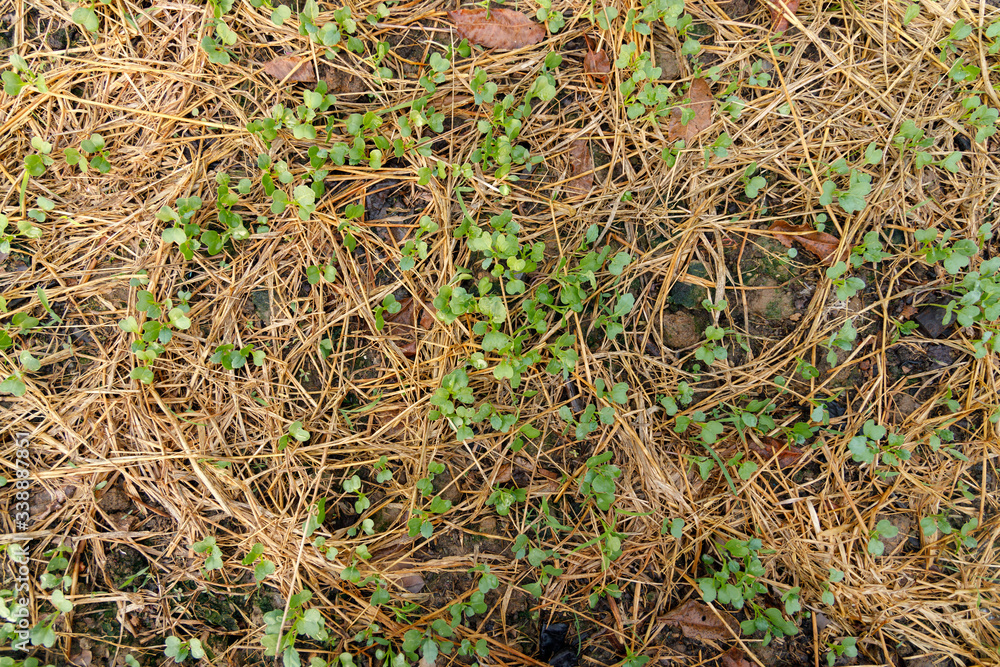 The seedlings of the vegetables in the plot, with water droplets on the leaves and the morning sunshine. The seedlings of the vegetables in the plot, with water droplets on the leaves and the morning sunshine.