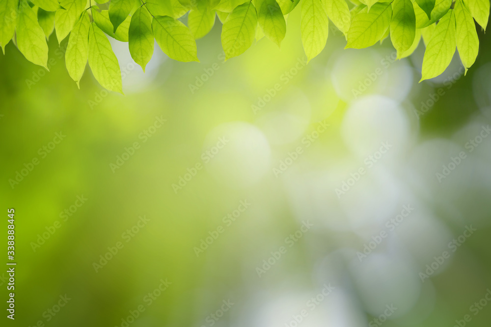 Green leaves on bokeh background and sun light with coppy space for text ,Template mock up and display of product. green nature and ecology concept. Green leaves on bokeh background and sun light with coppy space for text ,Template mock up and display of product. green nature and ecology concept.