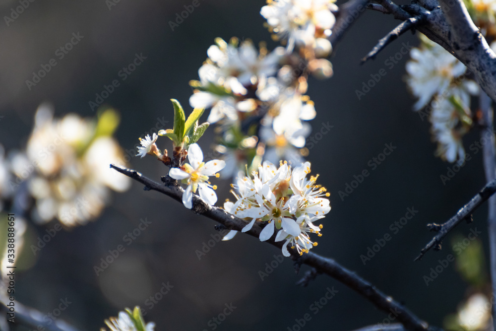 Blackthorn tender white light spring flowers bloom with dark contrast bokeh blurred background. Sunny light natural blossom macro close-up foliage wallpaper Blackthorn tender white light spring flowers bloom with dark contrast bokeh blurred background. Sunny light natural blossom macro close-up foliage wallpaper