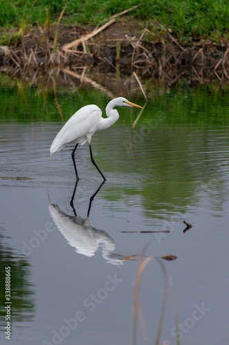 Egret © Marcos