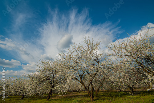 Rain clouds and blooming orchard.  Natural background.