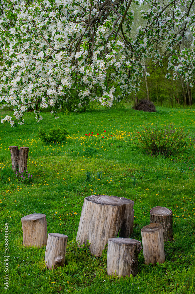 Fototapeta premium Flowering branches of apple trees on a background of meadows and decorative wooden stumps in the garden.