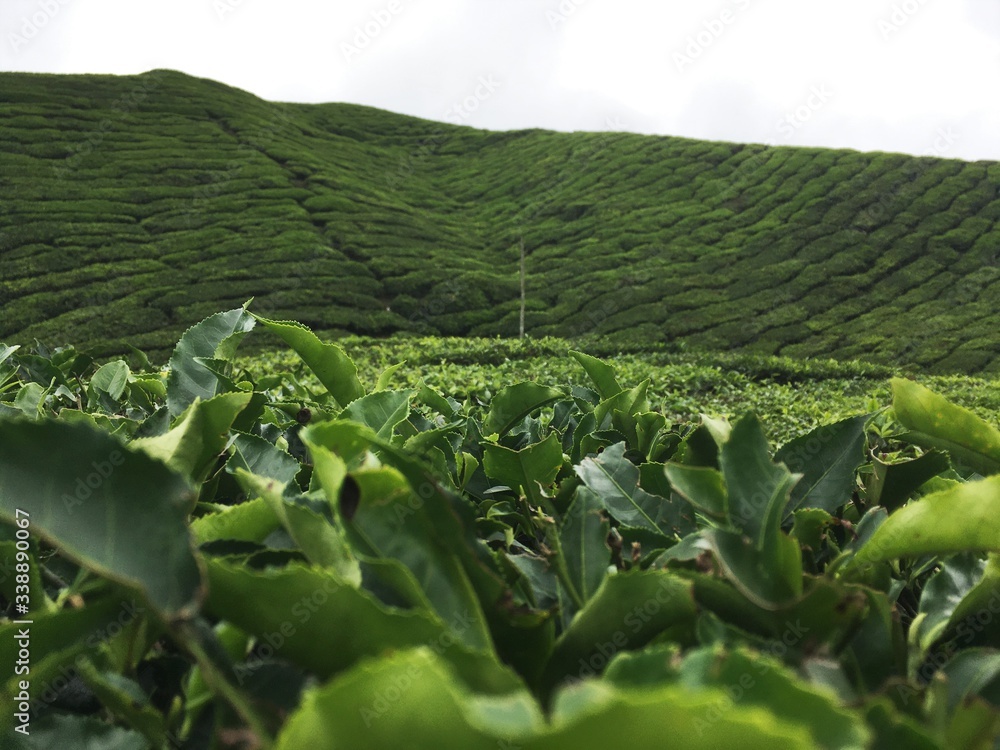 Fototapeta premium Hojas de té