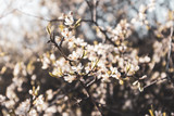 Blackthorn tender white light spring flowers bloom with bokeh blurred background. Sunshine rays natural blossom macro close-up foliage wallpaper 