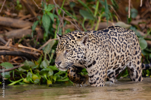 Jaguar hunting in the water