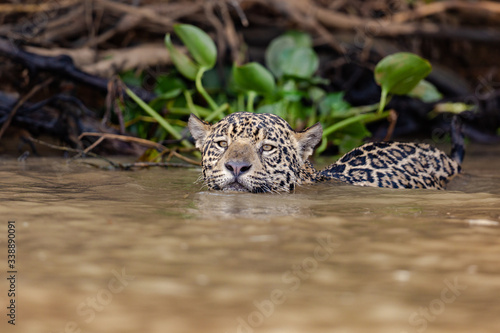 Jaguar in deep water