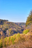 Trees in the Harz Mountains under a blue sky.