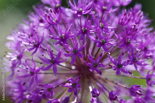 Beautiful violet  flower shining in the sunlight