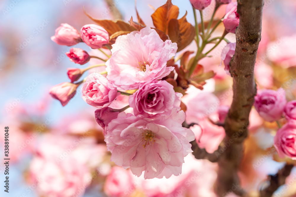 beautiful cherry blossom macro pink flower