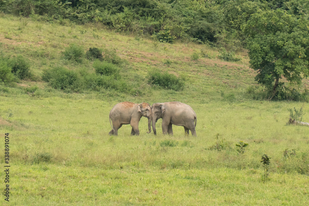 Wild Elephants, Kui Buri National Park, Thailand