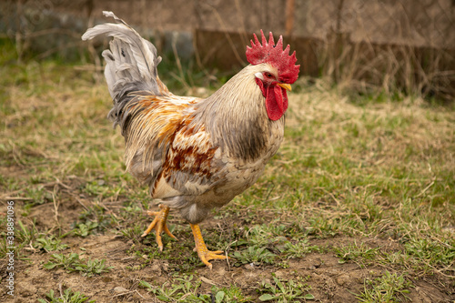 Colorful rooster in a rural courtyard in early spring