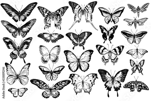 Vector set of hand drawn black and white great orange-tip, emerald swallowtail, jungle queens, plain tiger, rajah brooke's birdwing, papilio torquatus, swallowtail butterfly
